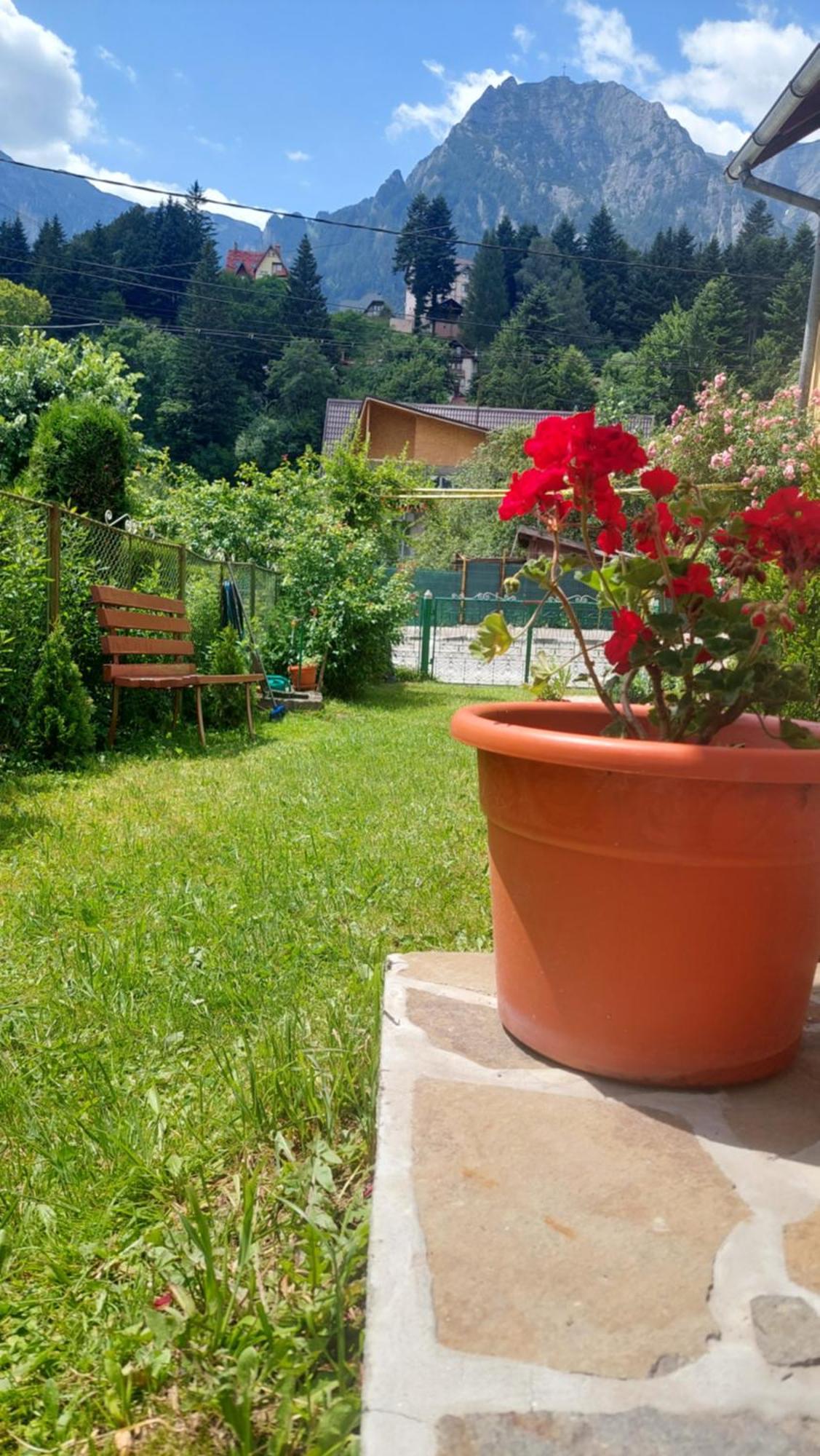 Casa Tex * Buşteni